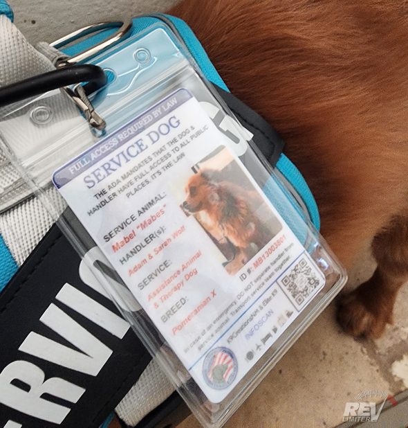 Mabel's Service Dog License